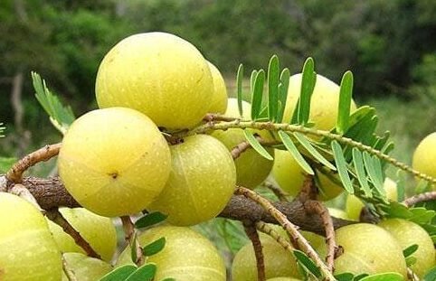 Amla