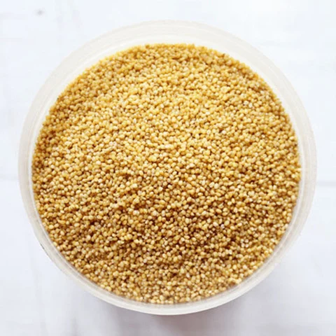 Foxtail Millet